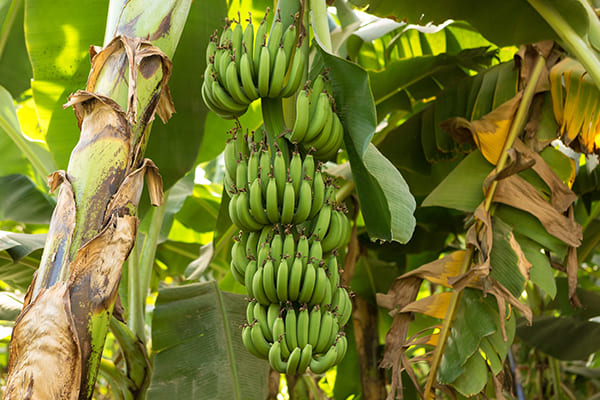 G9 Cavendish Banana